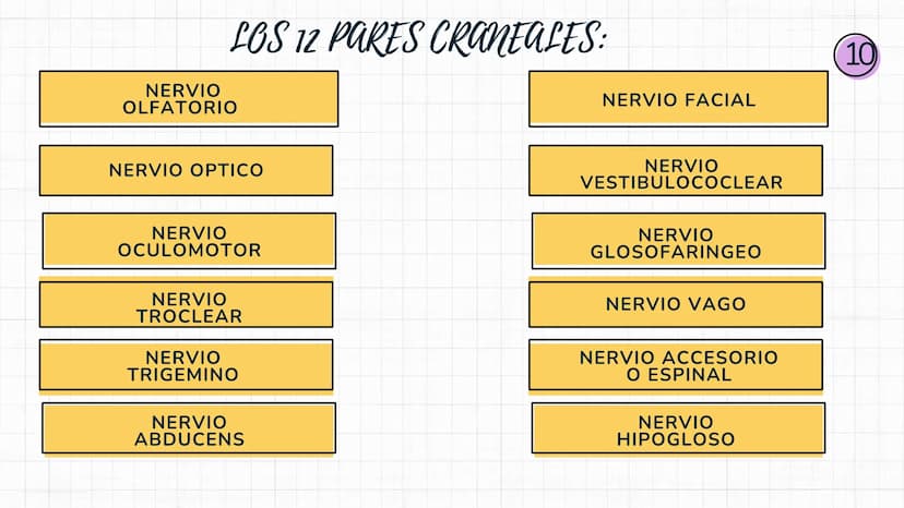 Sistema
nervioso Sistema nervioso-
El sistema nervioso es el sistema que dirige,
supervisa y controla todas las funciones y
actividades del 