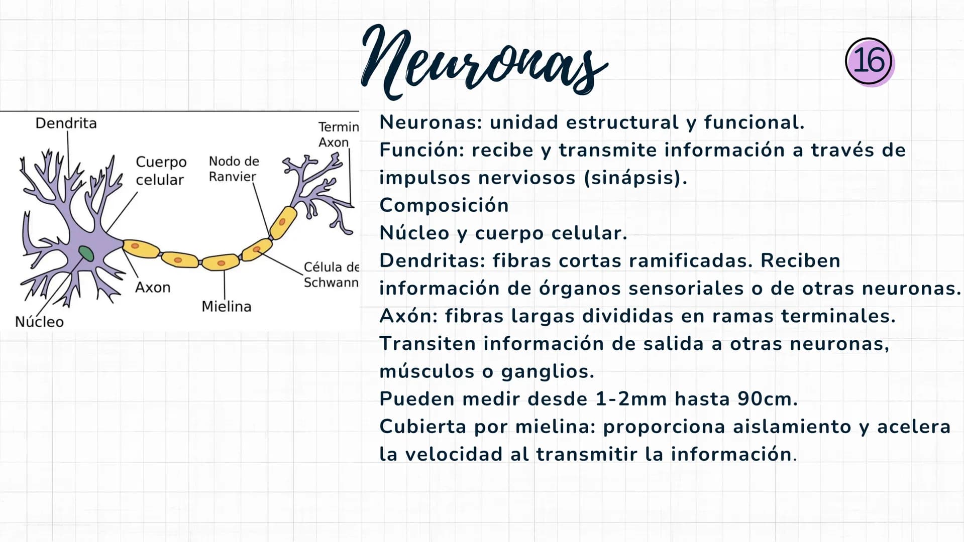 Sistema
nervioso Sistema nervioso-
El sistema nervioso es el sistema que dirige,
supervisa y controla todas las funciones y
actividades del 