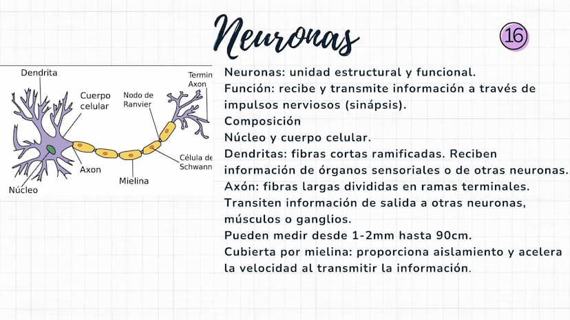 Sistema
nervioso Sistema nervioso-
El sistema nervioso es el sistema que dirige,
supervisa y controla todas las funciones y
actividades del 