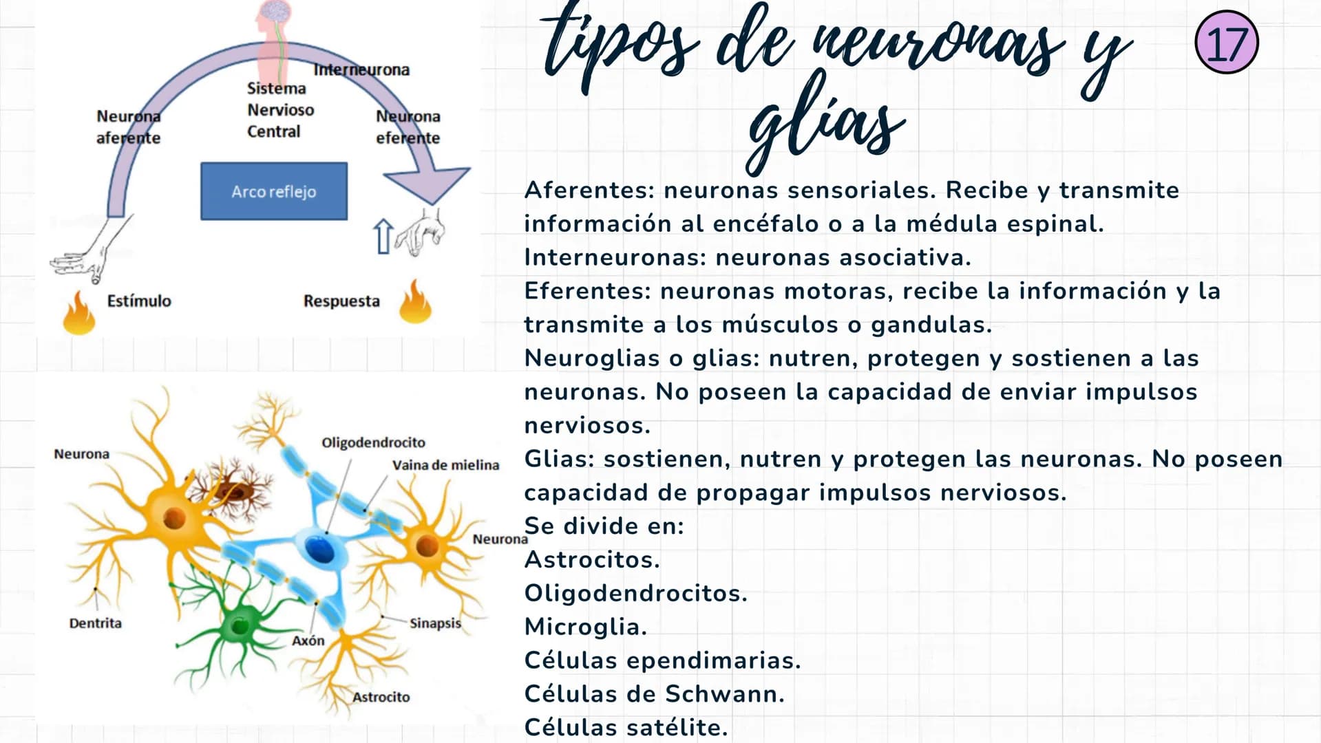 Sistema
nervioso Sistema nervioso-
El sistema nervioso es el sistema que dirige,
supervisa y controla todas las funciones y
actividades del 