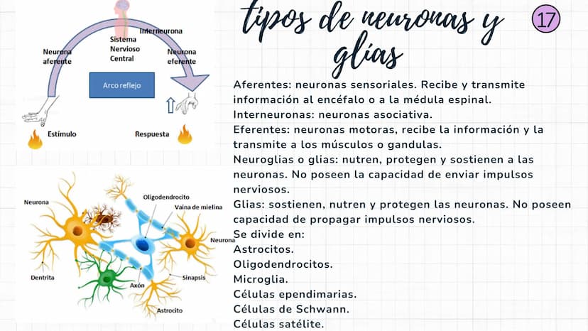 Sistema
nervioso Sistema nervioso-
El sistema nervioso es el sistema que dirige,
supervisa y controla todas las funciones y
actividades del 