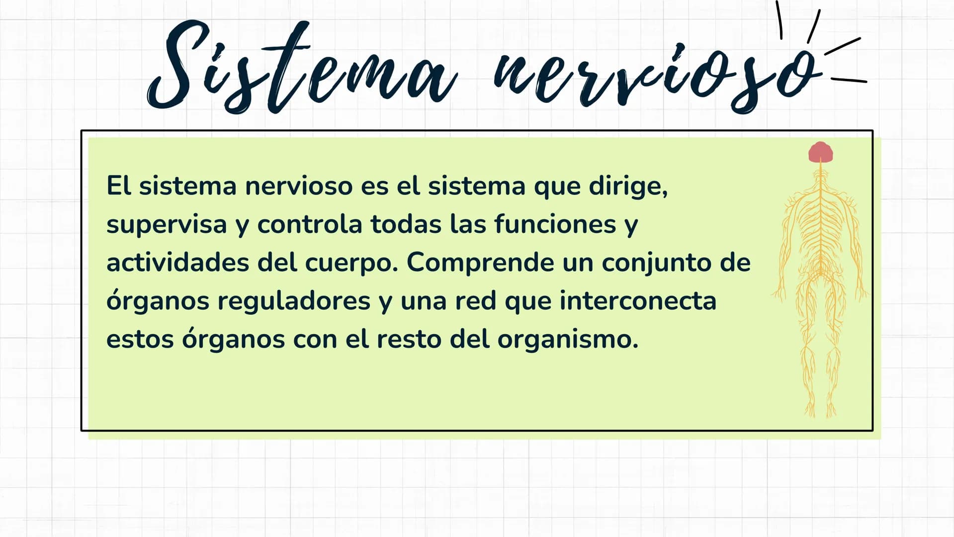 Sistema
nervioso Sistema nervioso-
El sistema nervioso es el sistema que dirige,
supervisa y controla todas las funciones y
actividades del 