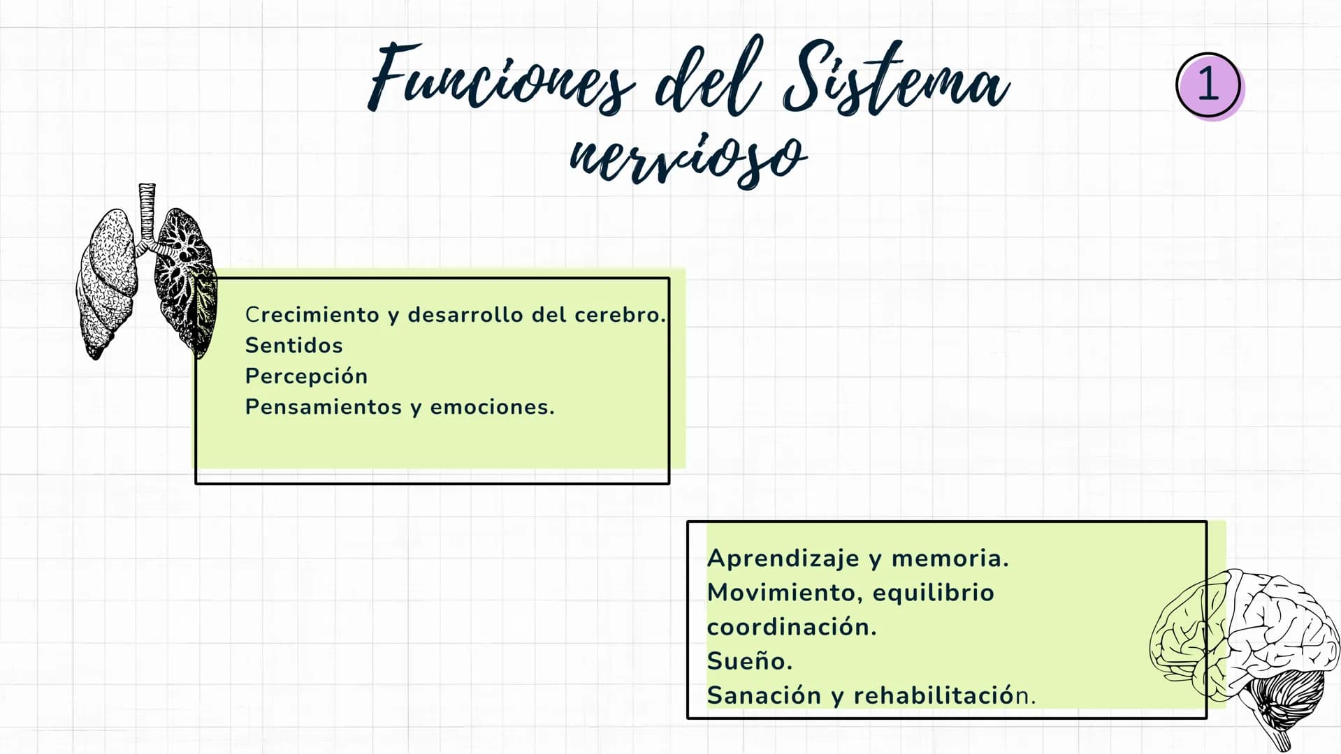 Sistema
nervioso Sistema nervioso-
El sistema nervioso es el sistema que dirige,
supervisa y controla todas las funciones y
actividades del 