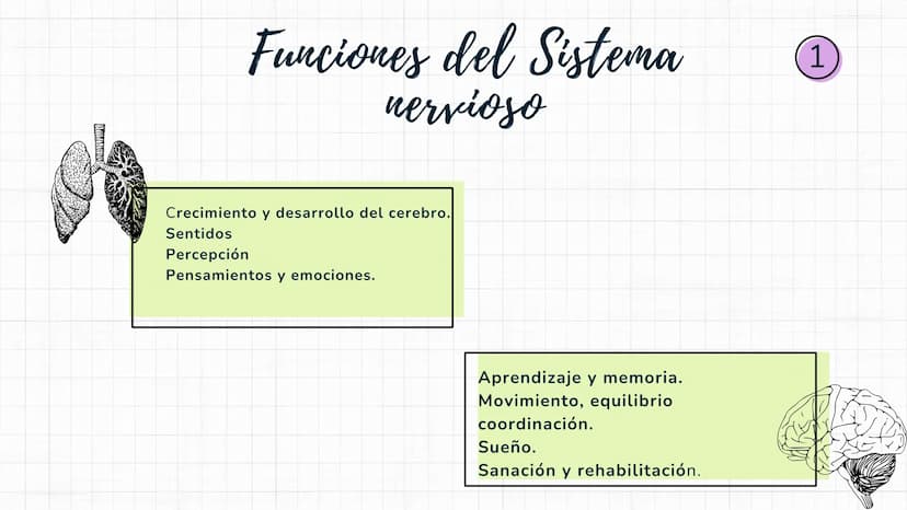 Sistema
nervioso Sistema nervioso-
El sistema nervioso es el sistema que dirige,
supervisa y controla todas las funciones y
actividades del 