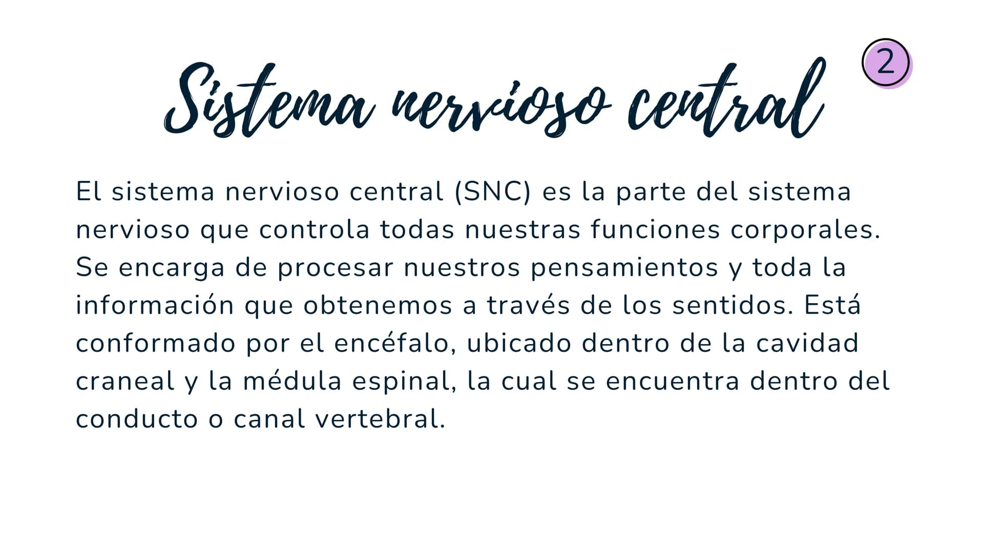 Sistema
nervioso Sistema nervioso-
El sistema nervioso es el sistema que dirige,
supervisa y controla todas las funciones y
actividades del 