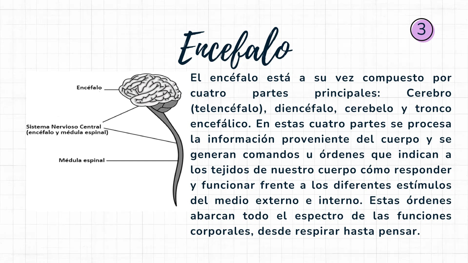 Sistema
nervioso Sistema nervioso-
El sistema nervioso es el sistema que dirige,
supervisa y controla todas las funciones y
actividades del 