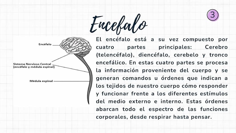 Sistema
nervioso Sistema nervioso-
El sistema nervioso es el sistema que dirige,
supervisa y controla todas las funciones y
actividades del 