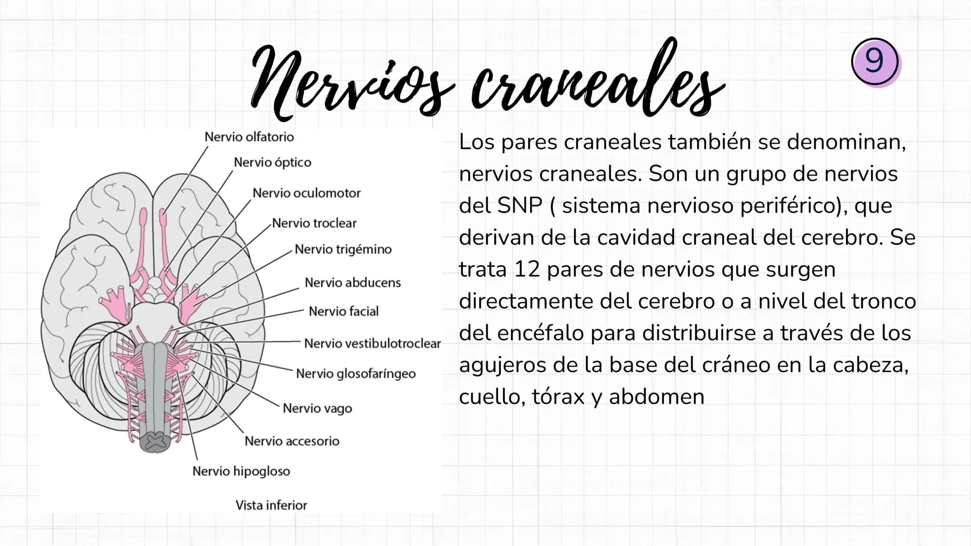 Sistema
nervioso Sistema nervioso-
El sistema nervioso es el sistema que dirige,
supervisa y controla todas las funciones y
actividades del 