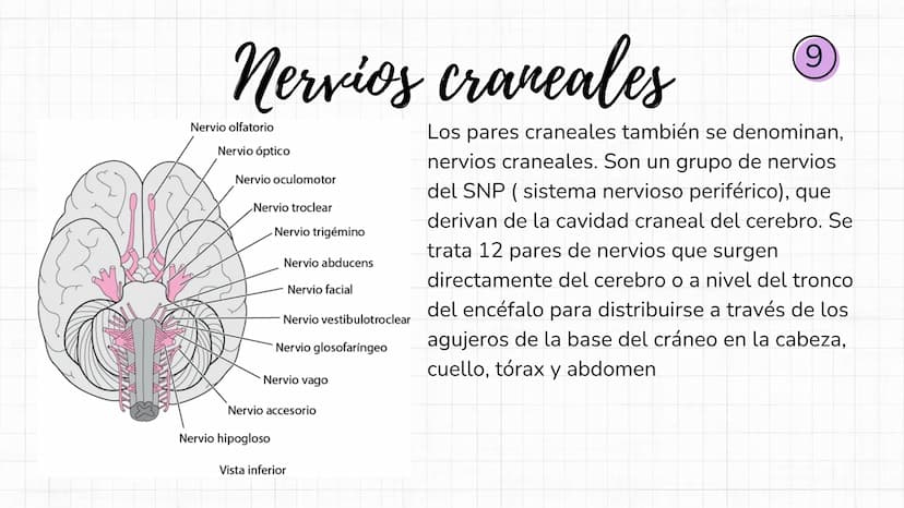 Sistema
nervioso Sistema nervioso-
El sistema nervioso es el sistema que dirige,
supervisa y controla todas las funciones y
actividades del 