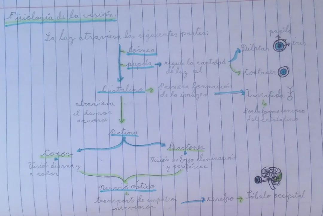 Fisiología de la visión 