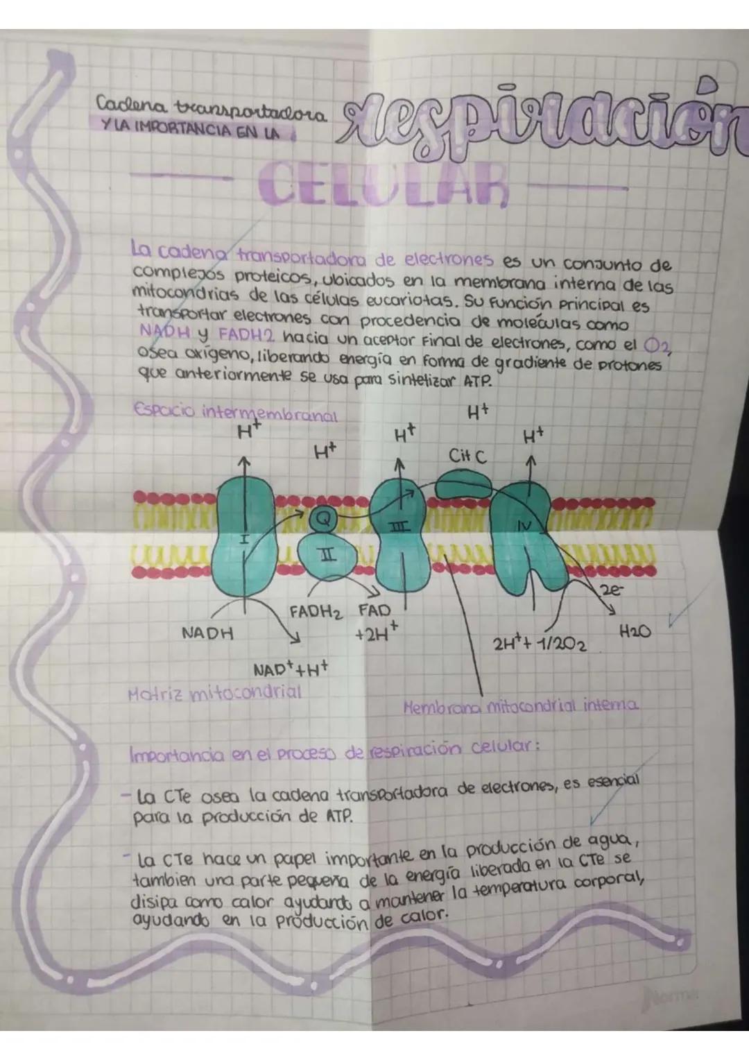 Cadena transportadora
Y LA IMPORTANCIA EN LA

xespiración
CELULAR

La cadena transportadora de electrones es un conjunto de
complejos protei