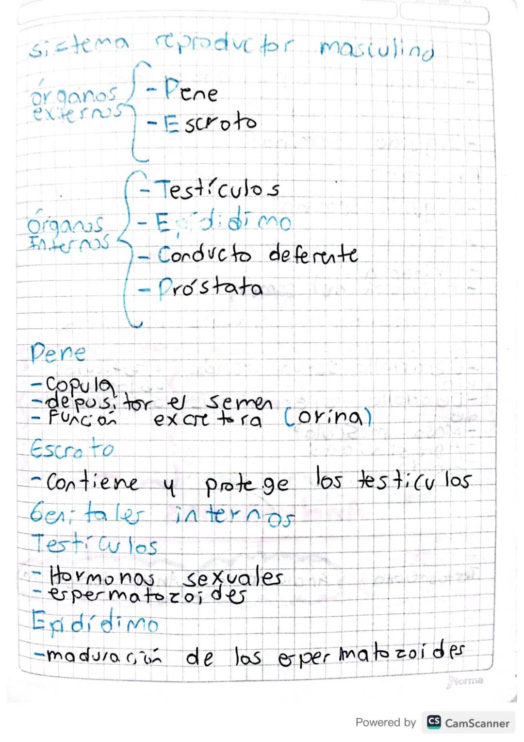 sistema reproductor masiuling

Órganos S-Pene
externus-Escroto

-Testículos
Órganos - Edidimo
Internos
- Conducto deferente
- Próstata

Pene