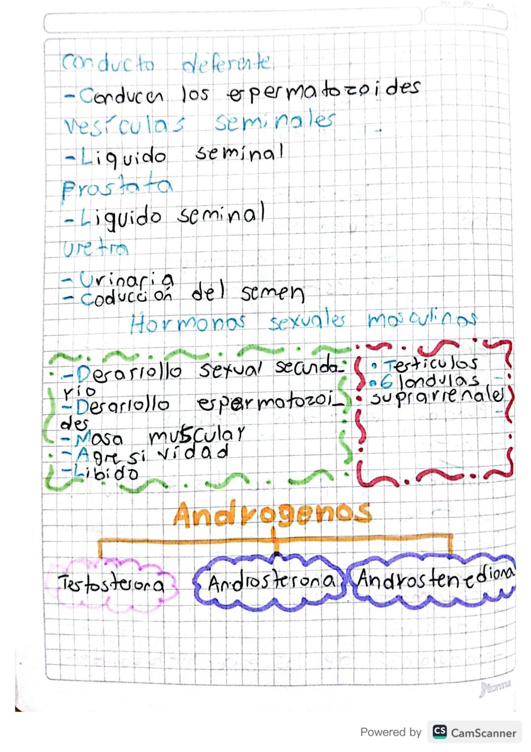 sistema reproductor masiuling

Órganos S-Pene
externus-Escroto

-Testículos
Órganos - Edidimo
Internos
- Conducto deferente
- Próstata

Pene