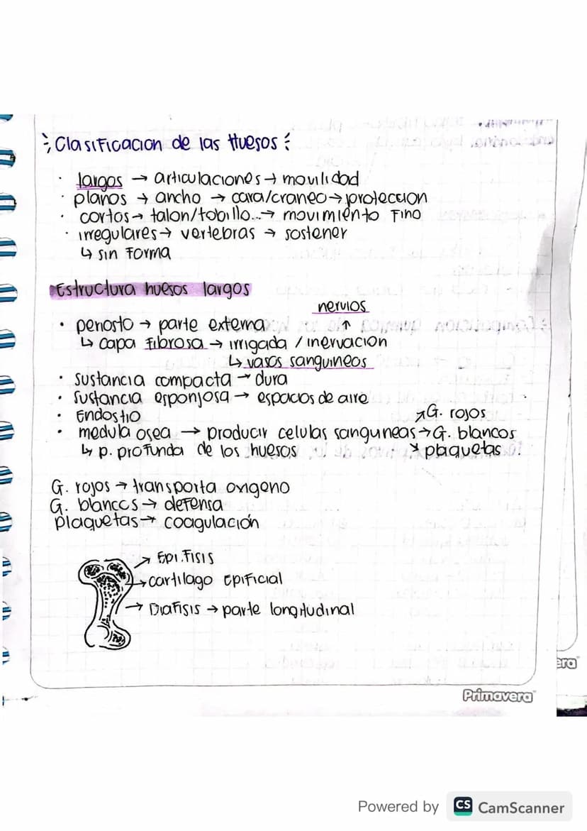 V
Clasificacion de las Huesos
¬
largos articulaciones + movilidad
planos ancho cara/craneoprotection
cortos- talon/tobillo...→ movimiento Fi