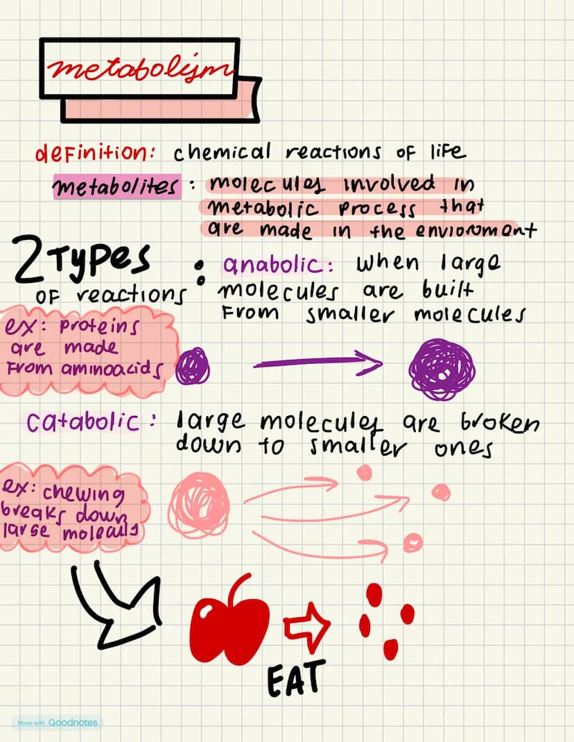 metabolijm
definition: chemical reactions of life
metabolites molecules involved in
2 Types
Metabolic process that
are made in the enviorome