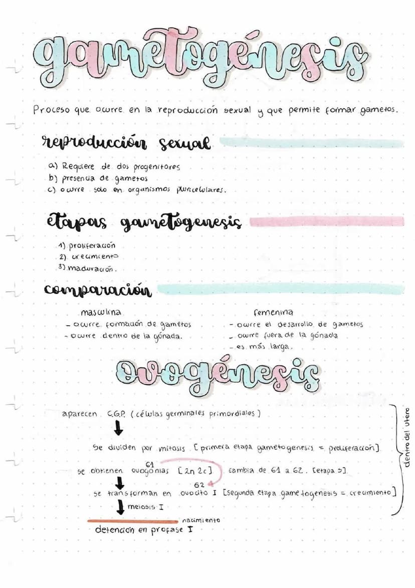 garétógenesis
Proceso que ocurre en la reproducción sexual y que permite formar gametos.
reproducción sexual
a) Requiere de dos progenitores