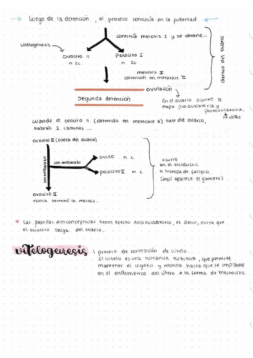 garétógenesis
Proceso que ocurre en la reproducción sexual y que permite formar gametos.
reproducción sexual
a) Requiere de dos progenitores