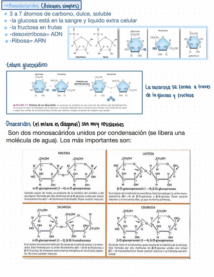 → Clase 3
Biomoleculas
·Composición quimica de la vida
Acidos nucleicos
Lipidos
Organicas
Proteinas
Humanos
Azucares
Inorganicas
Agua
Sales 