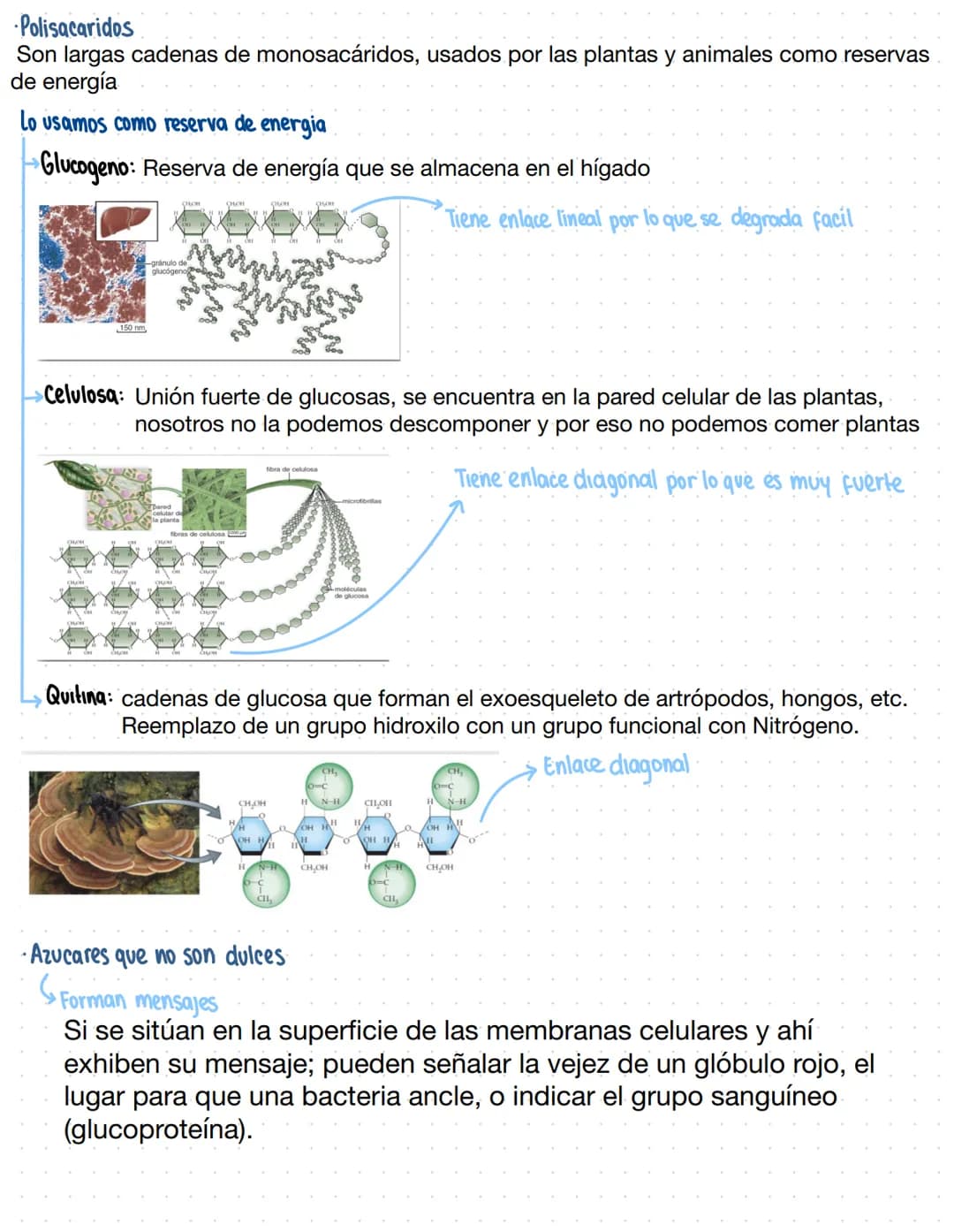 → Clase 3
Biomoleculas
·Composición quimica de la vida
Acidos nucleicos
Lipidos
Organicas
Proteinas
Humanos
Azucares
Inorganicas
Agua
Sales 