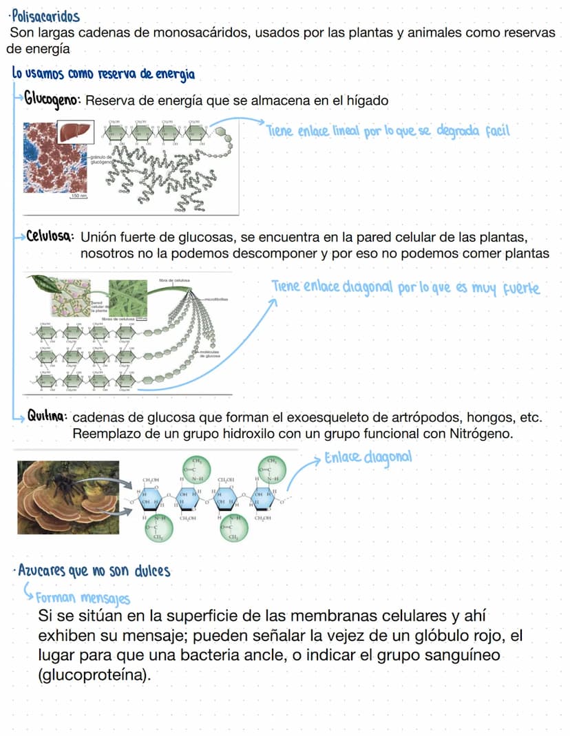 → Clase 3
Biomoleculas
·Composición quimica de la vida
Acidos nucleicos
Lipidos
Organicas
Proteinas
Humanos
Azucares
Inorganicas
Agua
Sales 