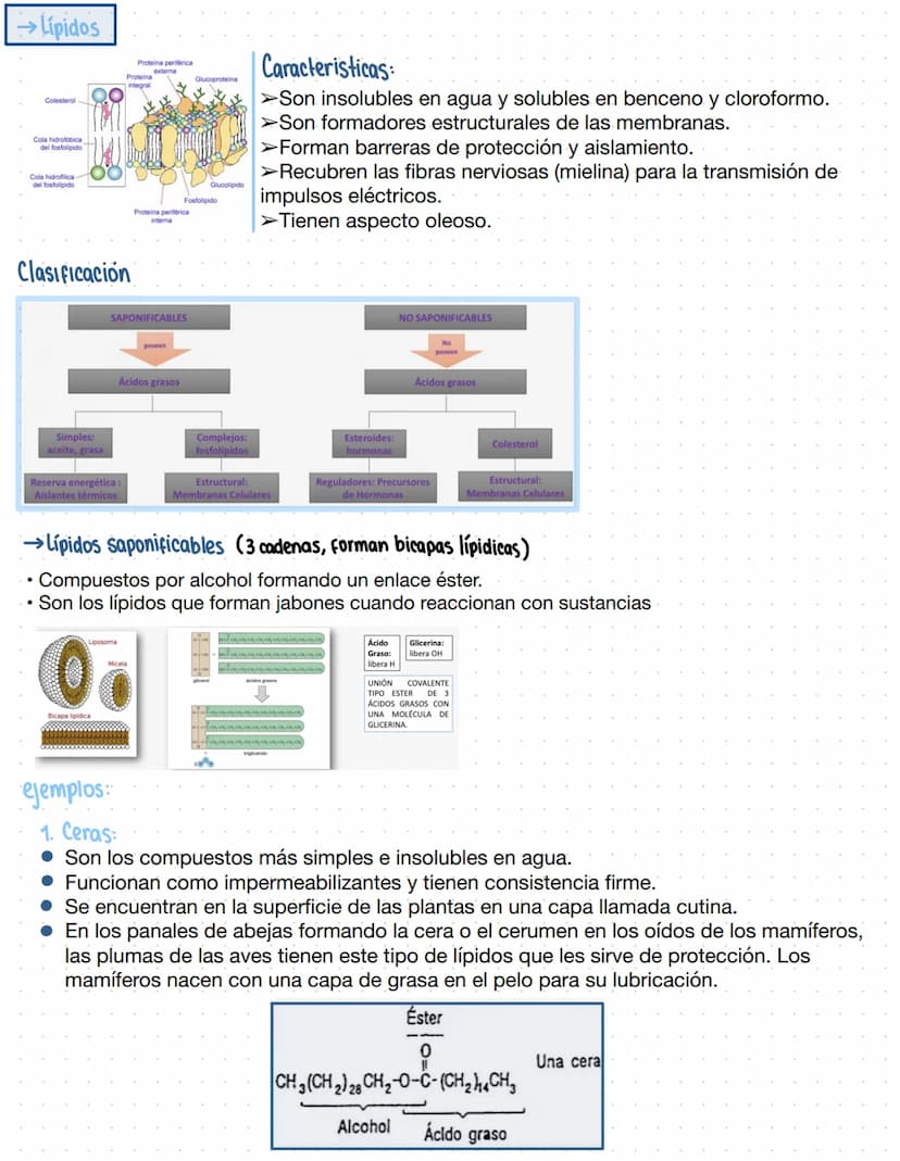 → Clase 3
Biomoleculas
·Composición quimica de la vida
Acidos nucleicos
Lipidos
Organicas
Proteinas
Humanos
Azucares
Inorganicas
Agua
Sales 