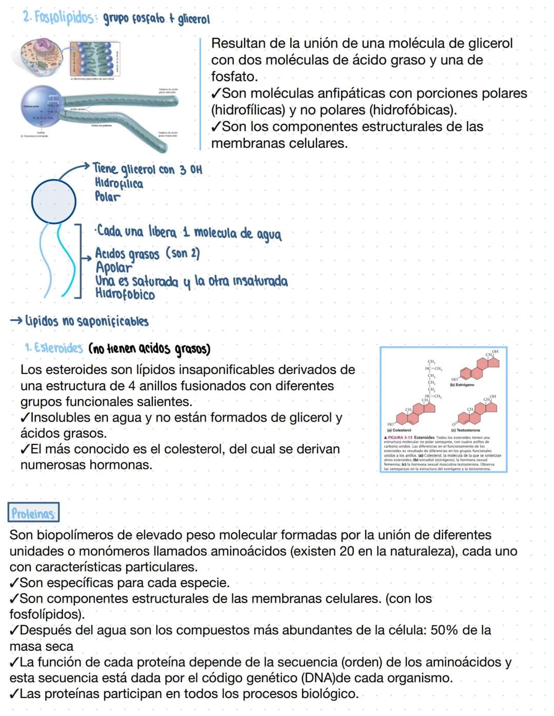 → Clase 3
Biomoleculas
·Composición quimica de la vida
Acidos nucleicos
Lipidos
Organicas
Proteinas
Humanos
Azucares
Inorganicas
Agua
Sales 