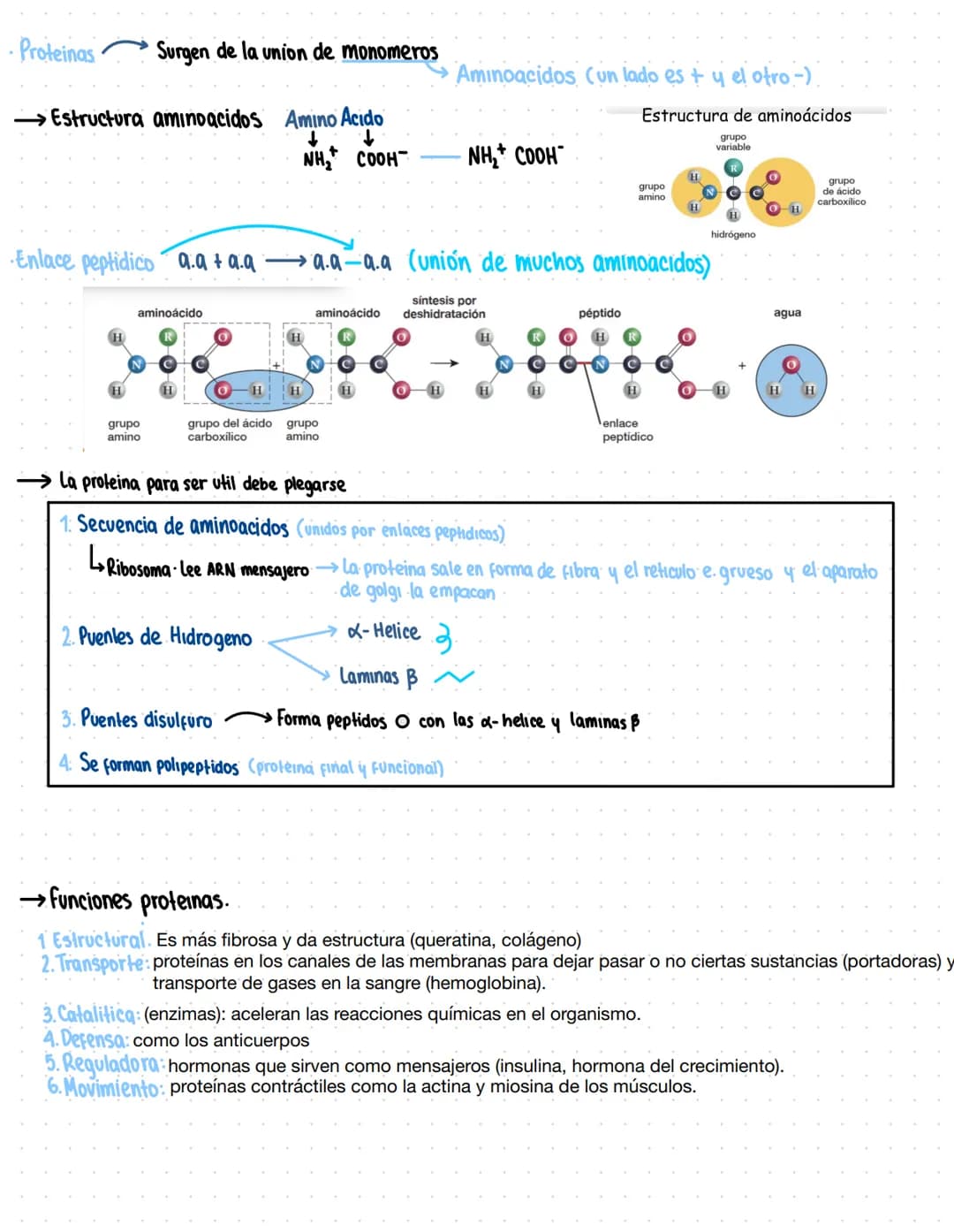 → Clase 3
Biomoleculas
·Composición quimica de la vida
Acidos nucleicos
Lipidos
Organicas
Proteinas
Humanos
Azucares
Inorganicas
Agua
Sales 