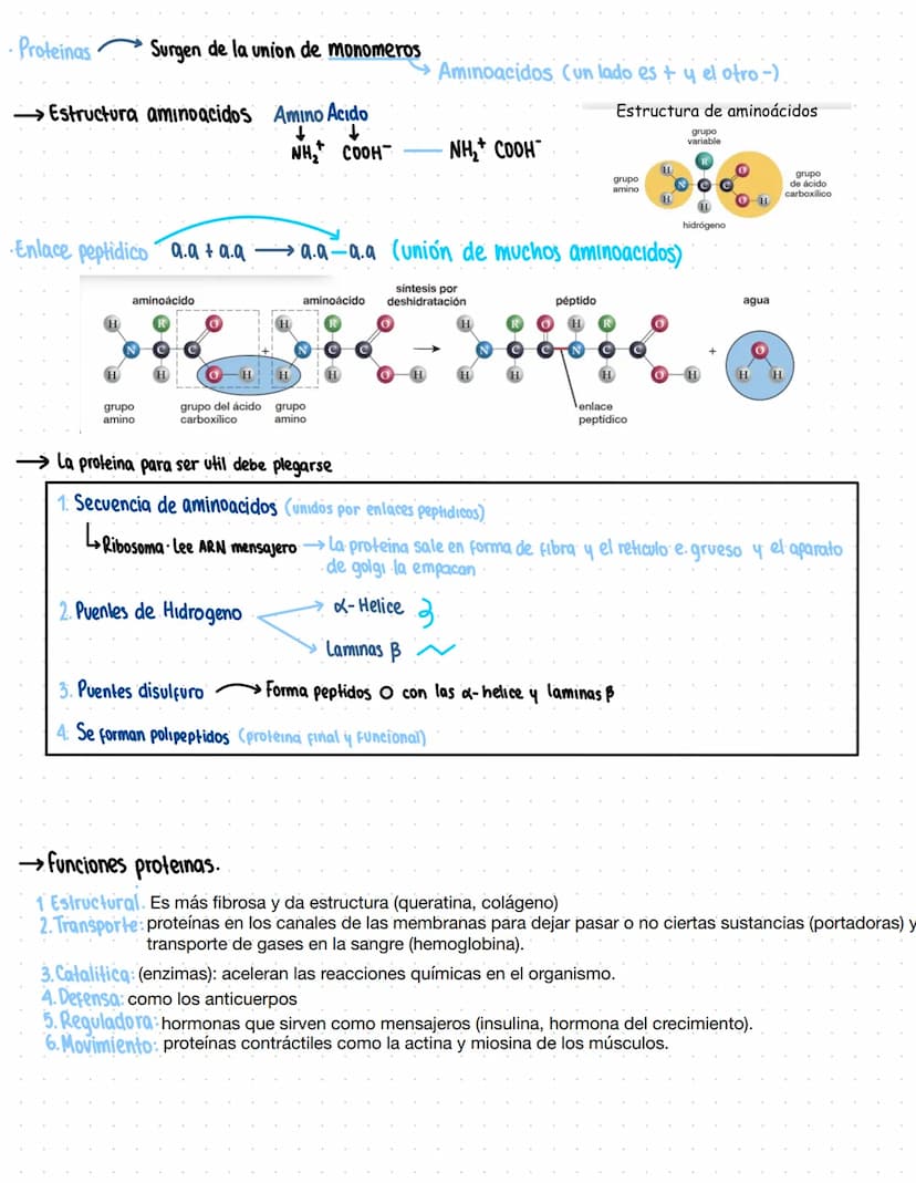 → Clase 3
Biomoleculas
·Composición quimica de la vida
Acidos nucleicos
Lipidos
Organicas
Proteinas
Humanos
Azucares
Inorganicas
Agua
Sales 