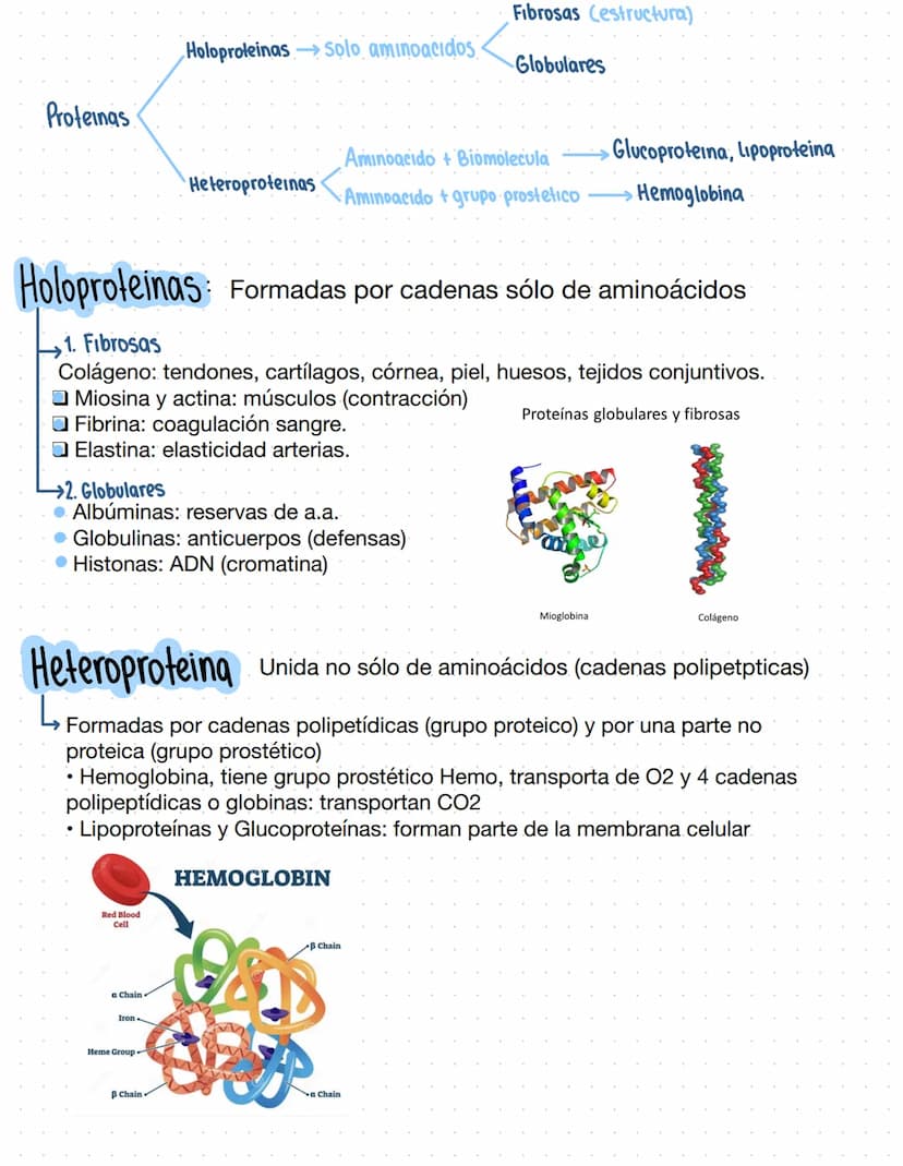 → Clase 3
Biomoleculas
·Composición quimica de la vida
Acidos nucleicos
Lipidos
Organicas
Proteinas
Humanos
Azucares
Inorganicas
Agua
Sales 