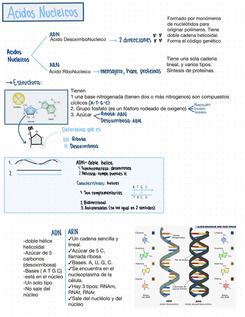 → Clase 3
Biomoleculas
·Composición quimica de la vida
Acidos nucleicos
Lipidos
Organicas
Proteinas
Humanos
Azucares
Inorganicas
Agua
Sales 