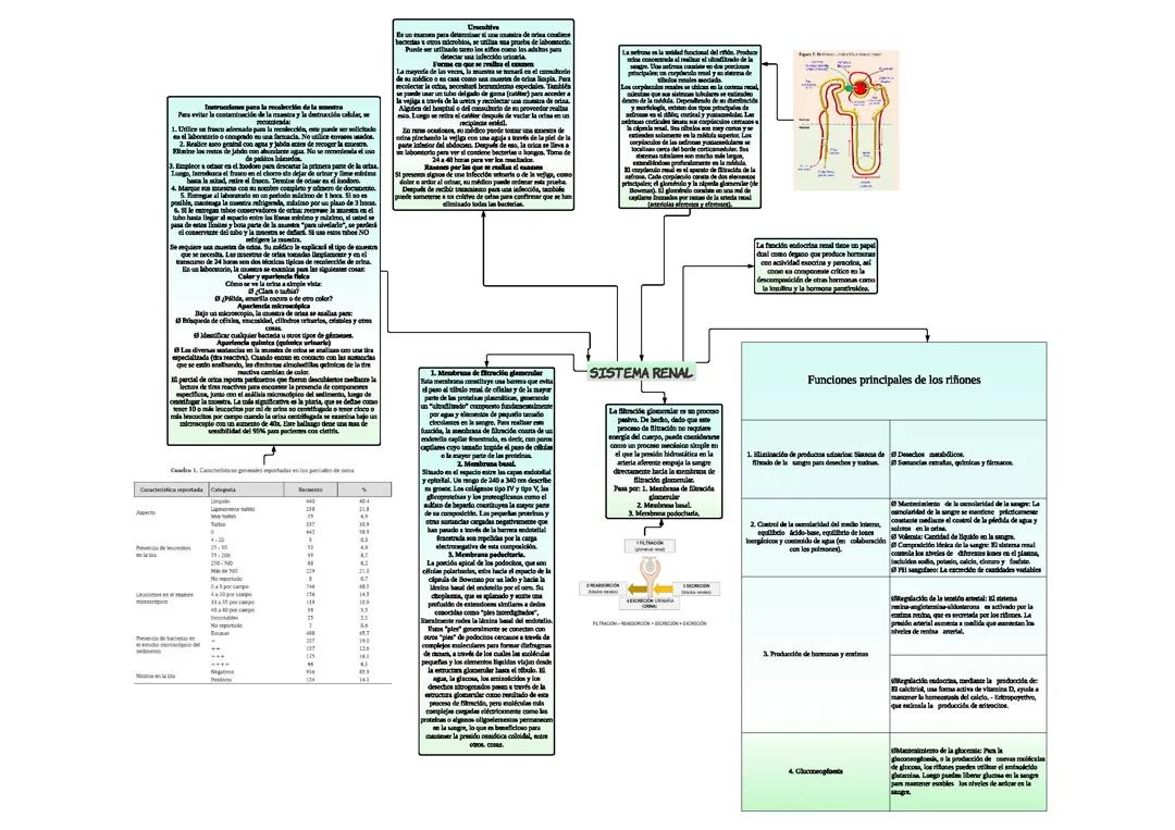 Sistema Renal