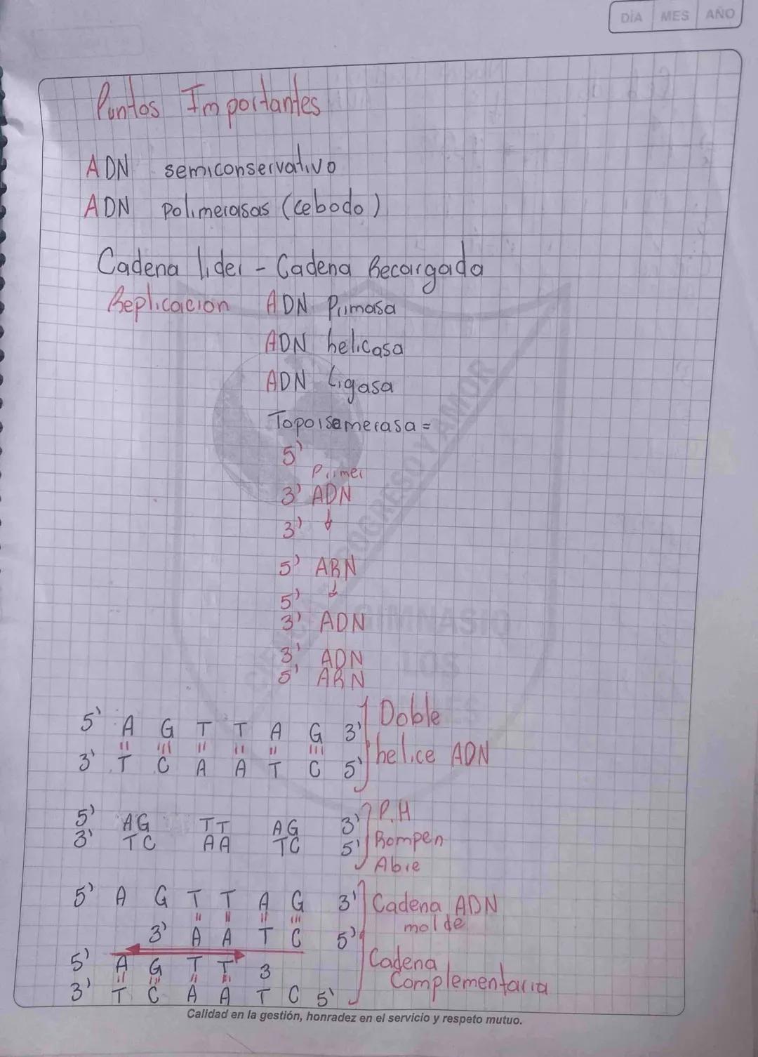 Puntos Importantes

ADN semiconservativo
ADN Polimerasas (cebodo)

Cadena lider - Cadena Recargada
Replicacion ADN Primasa
ADN helicasa
ADN 