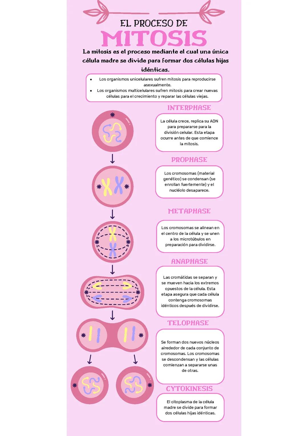 Mitosis 