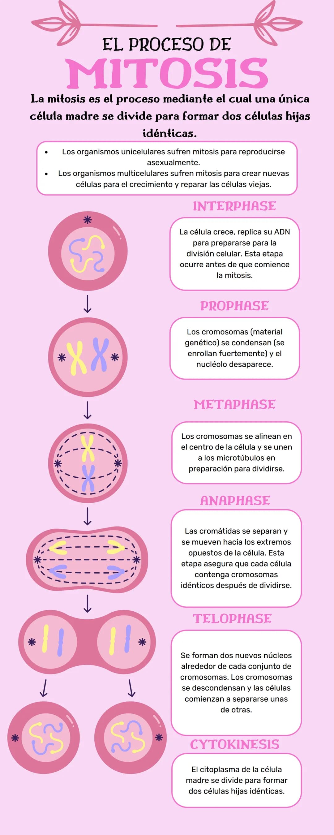 EL PROCESO DE
MITOSIS
La mitosis es el proceso mediante el cual una única
célula madre se divide para formar dos células hijas
idénticas.
Lo