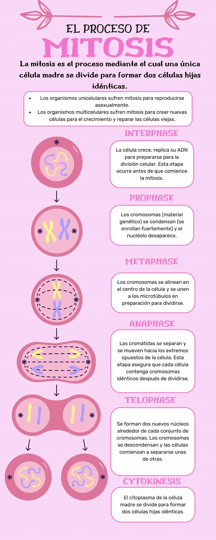 EL PROCESO DE
MITOSIS
La mitosis es el proceso mediante el cual una única
célula madre se divide para formar dos células hijas
idénticas.
Lo