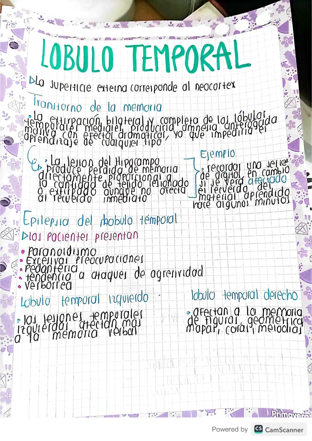 # LOBULO TEMPORAL

▷La superficie externa corresponde al neocortex

İranitorno de la memoria

ماء
tempeftirpación, bilateral y completa de l