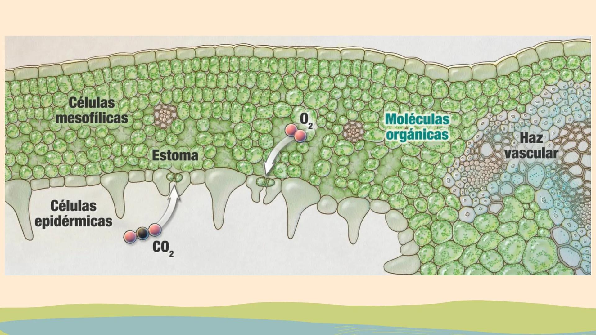 ¿De qué crees que depende la vida en la tierra?  # Luz solar # FOTOSÍNTESIS
Proceso # Objetivos de la clase:

• Resumir el propósito general