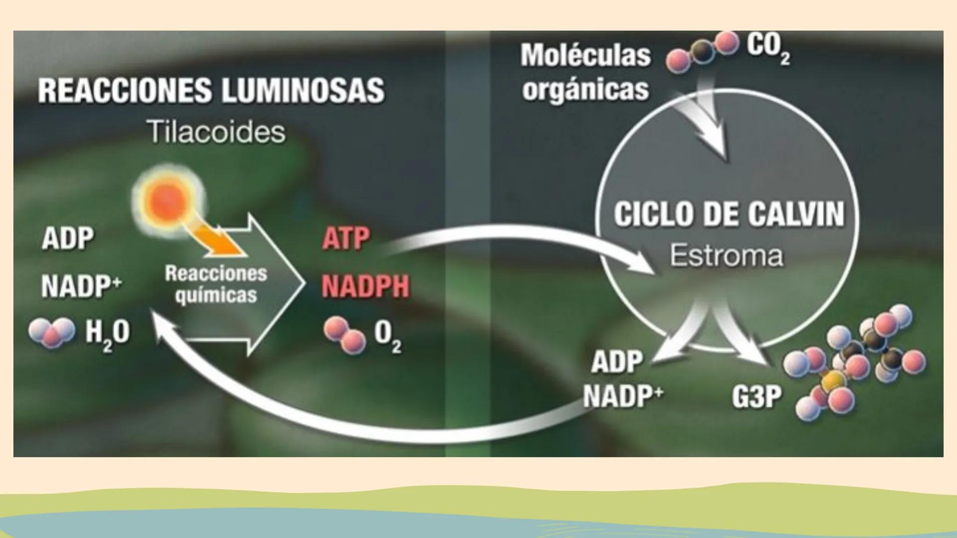 ¿De qué crees que depende la vida en la tierra?  # Luz solar # FOTOSÍNTESIS
Proceso # Objetivos de la clase:

• Resumir el propósito general