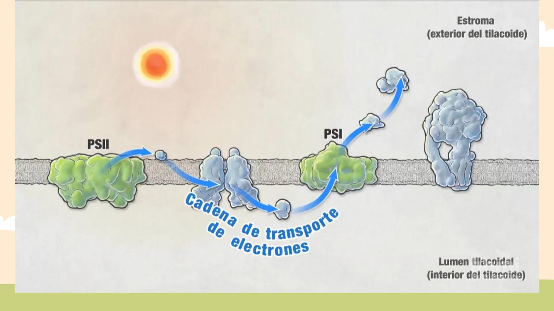 ¿De qué crees que depende la vida en la tierra?  # Luz solar # FOTOSÍNTESIS
Proceso # Objetivos de la clase:

• Resumir el propósito general