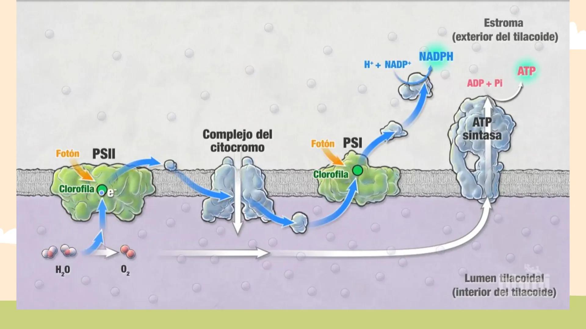 ¿De qué crees que depende la vida en la tierra?  # Luz solar # FOTOSÍNTESIS
Proceso # Objetivos de la clase:

• Resumir el propósito general