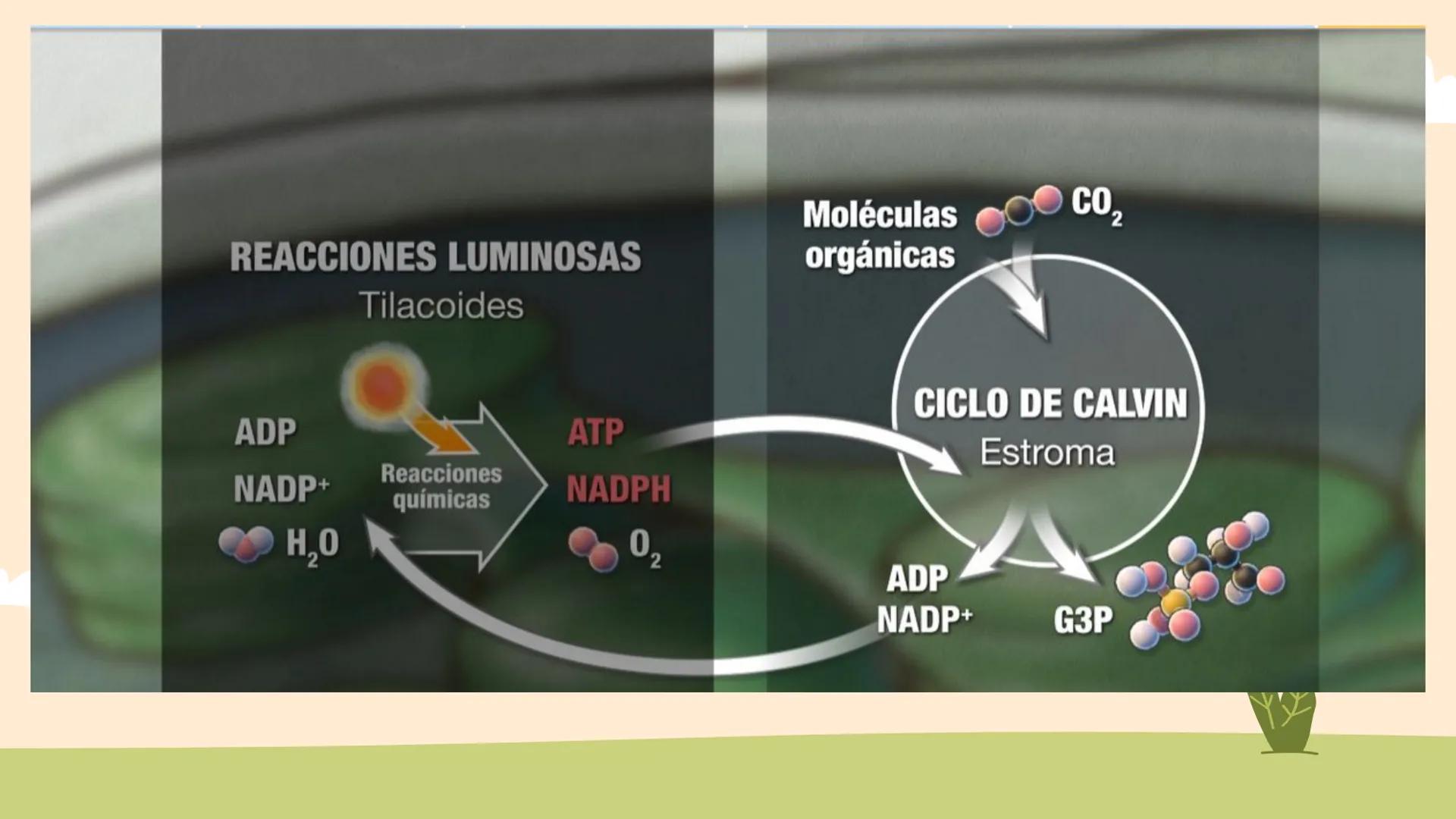 ¿De qué crees que depende la vida en la tierra?  # Luz solar # FOTOSÍNTESIS
Proceso # Objetivos de la clase:

• Resumir el propósito general