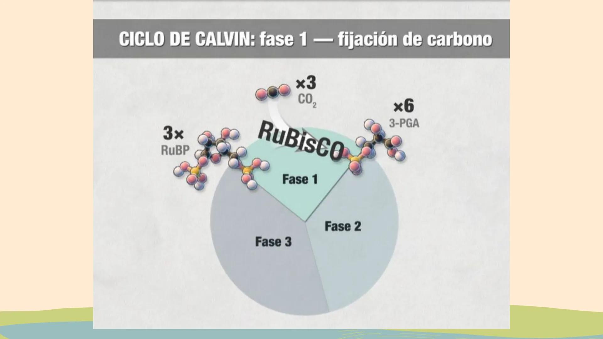 ¿De qué crees que depende la vida en la tierra?  # Luz solar # FOTOSÍNTESIS
Proceso # Objetivos de la clase:

• Resumir el propósito general