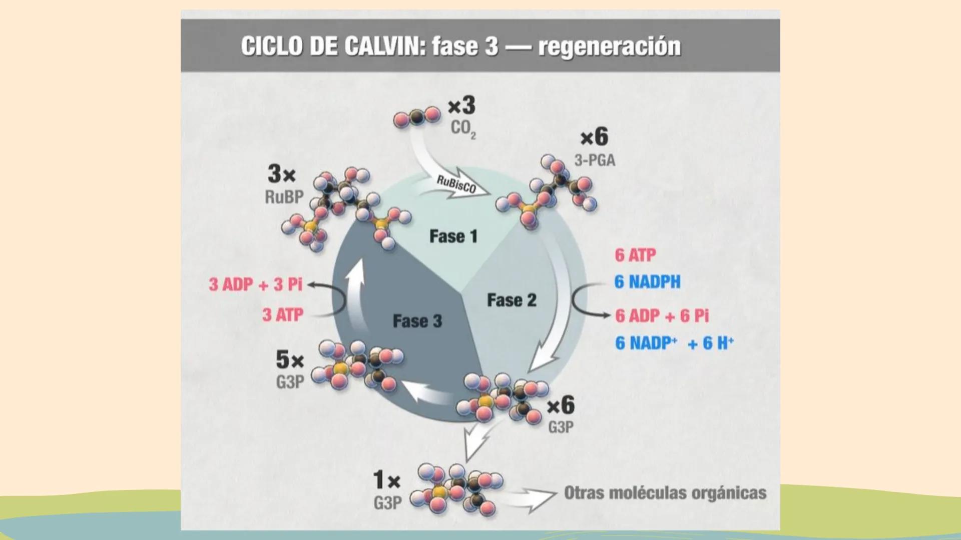 ¿De qué crees que depende la vida en la tierra?  # Luz solar # FOTOSÍNTESIS
Proceso # Objetivos de la clase:

• Resumir el propósito general