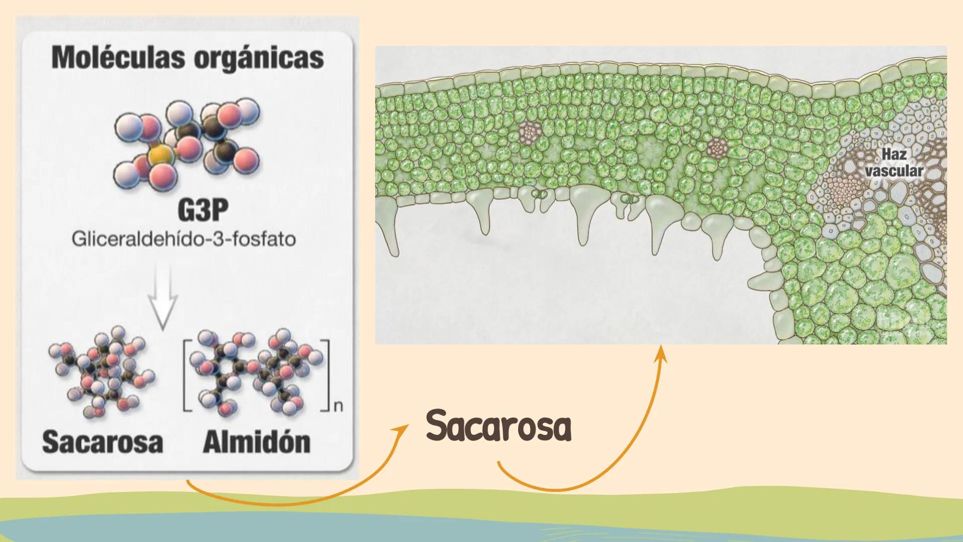 ¿De qué crees que depende la vida en la tierra?  # Luz solar # FOTOSÍNTESIS
Proceso # Objetivos de la clase:

• Resumir el propósito general