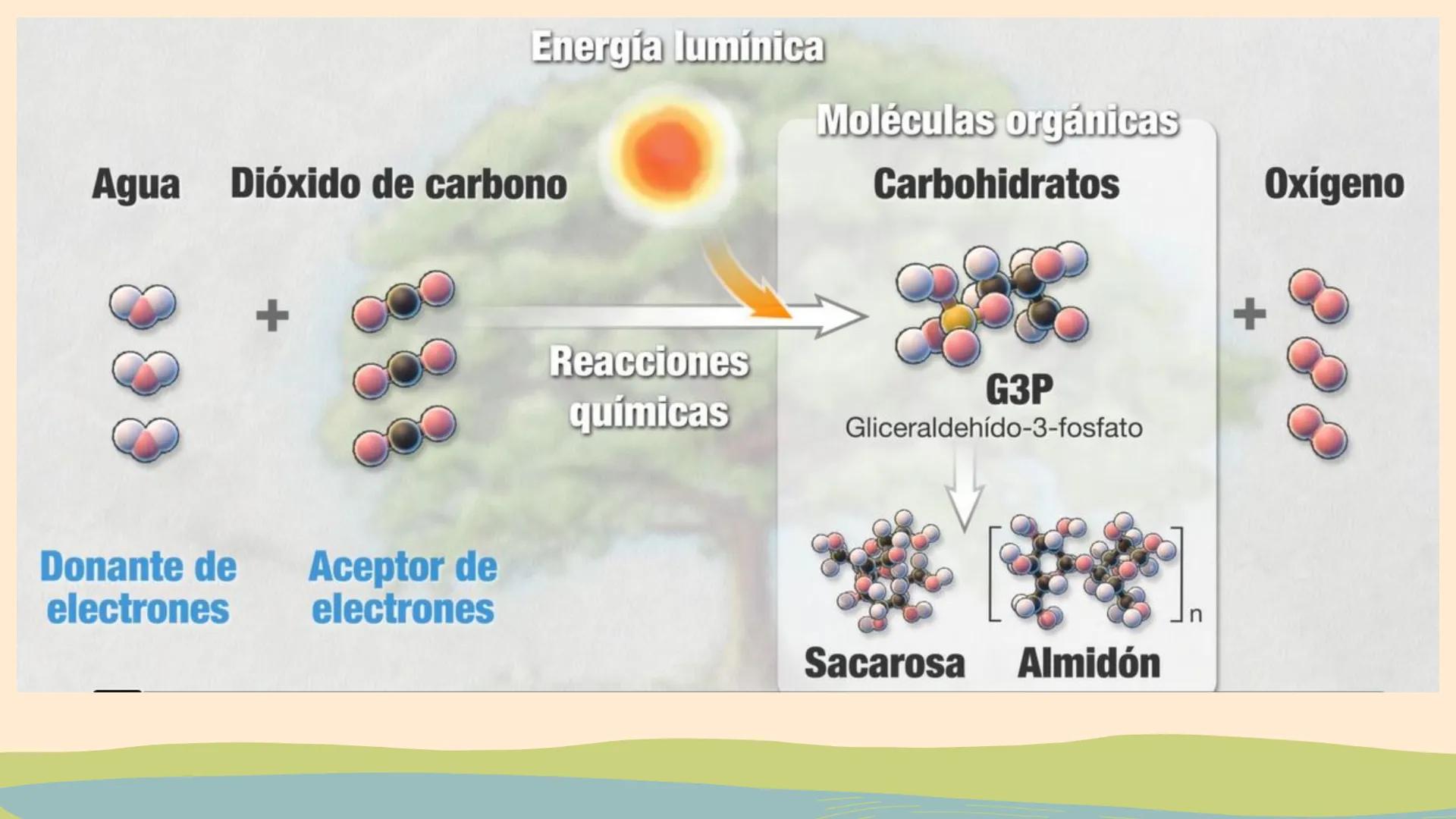 ¿De qué crees que depende la vida en la tierra?  # Luz solar # FOTOSÍNTESIS
Proceso # Objetivos de la clase:

• Resumir el propósito general