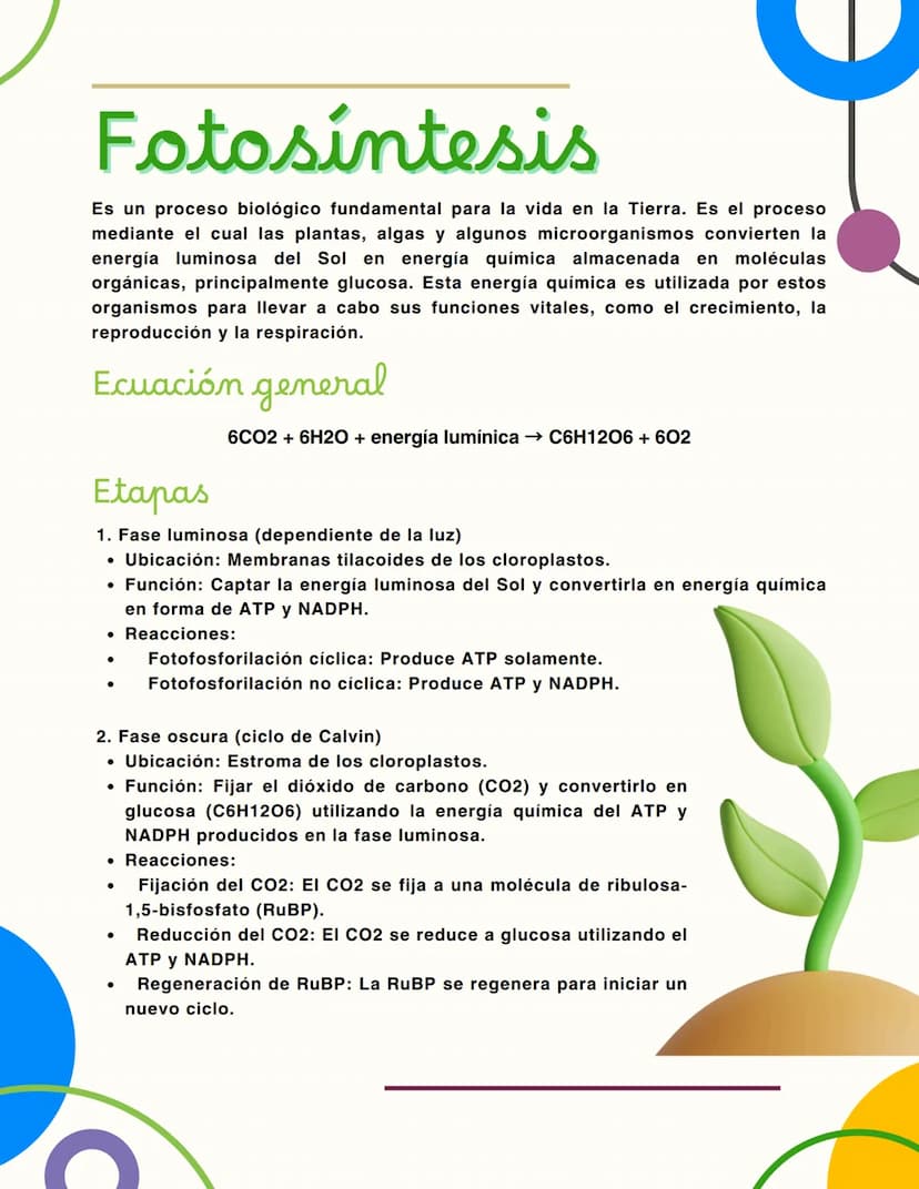Fotosíntesis
Es un proceso biológico fundamental para la vida en la Tierra. Es el proceso
mediante el cual las plantas, algas y algunos micr