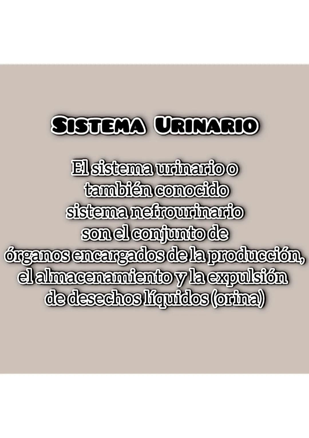 Sistema urinario
