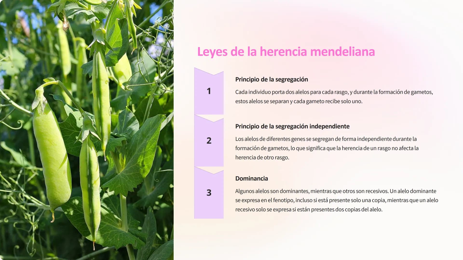 OPTIKA
Genética:
Descubriendo los
Secretos de la Vida
La genética es un campo fascinante que explora la herencia y la variación
de los seres