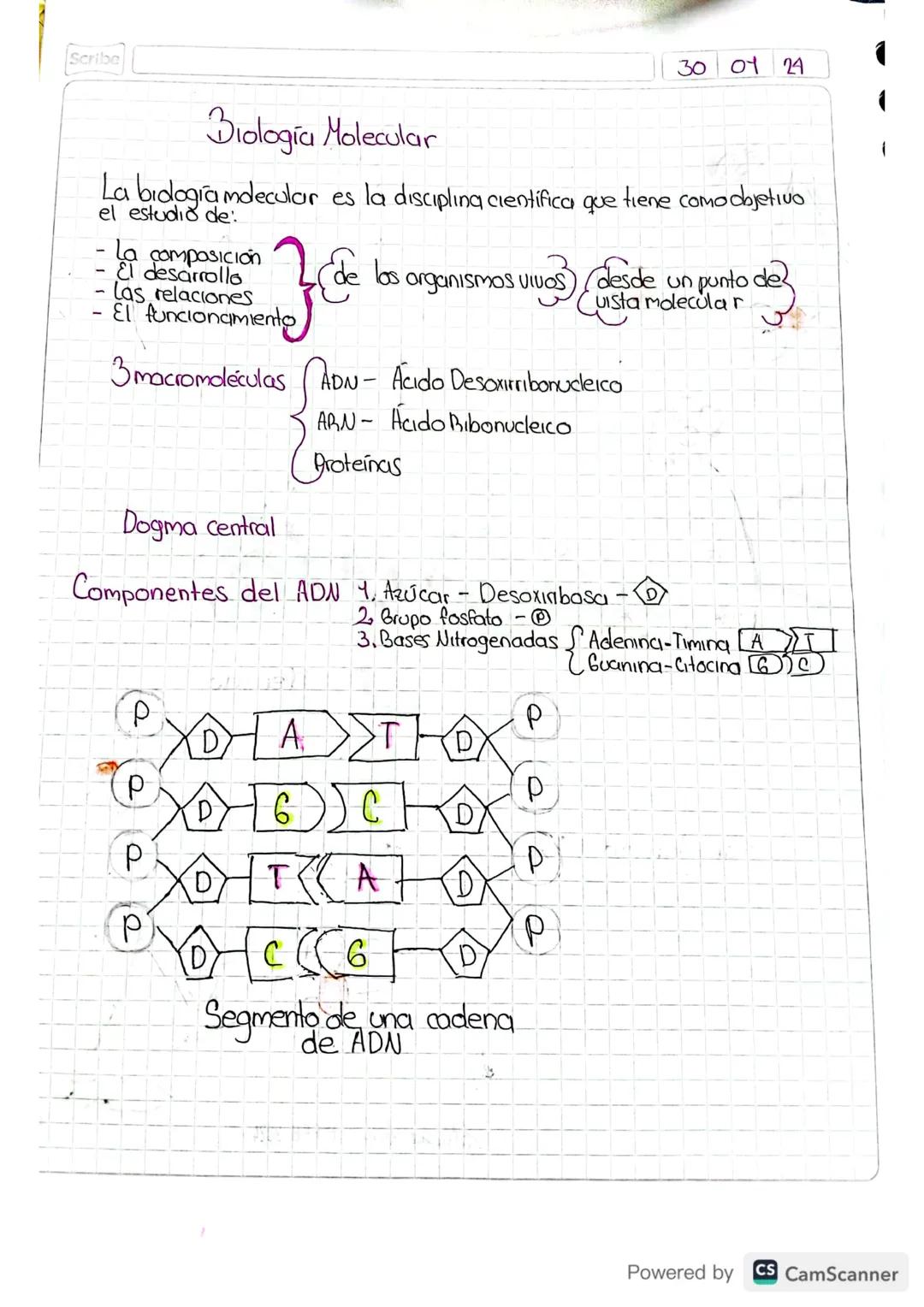 Scribe
30 01 24
-
Biologia Molecular
La biologiamdecular es la discipling científica que tiene como objetivo
el estudio de:
•La composición
