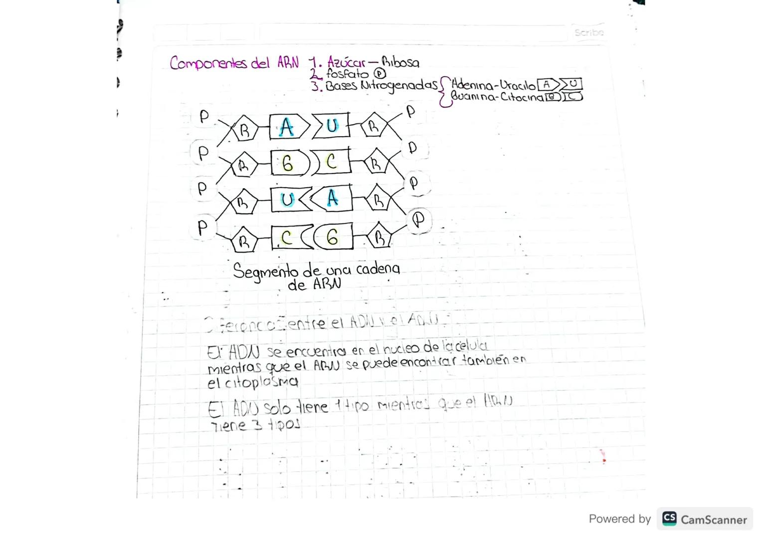 Scribe
30 01 24
-
Biologia Molecular
La biologiamdecular es la discipling científica que tiene como objetivo
el estudio de:
•La composición
